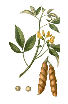 Cajanus cajan Pigeon Pea, Puerto Rico Bean, Gandul, Dhal, Congo Pea Cajanus cajan Pigeon Pea, Puerto Rico Bean, Gandul, Dhal, Congo Pea